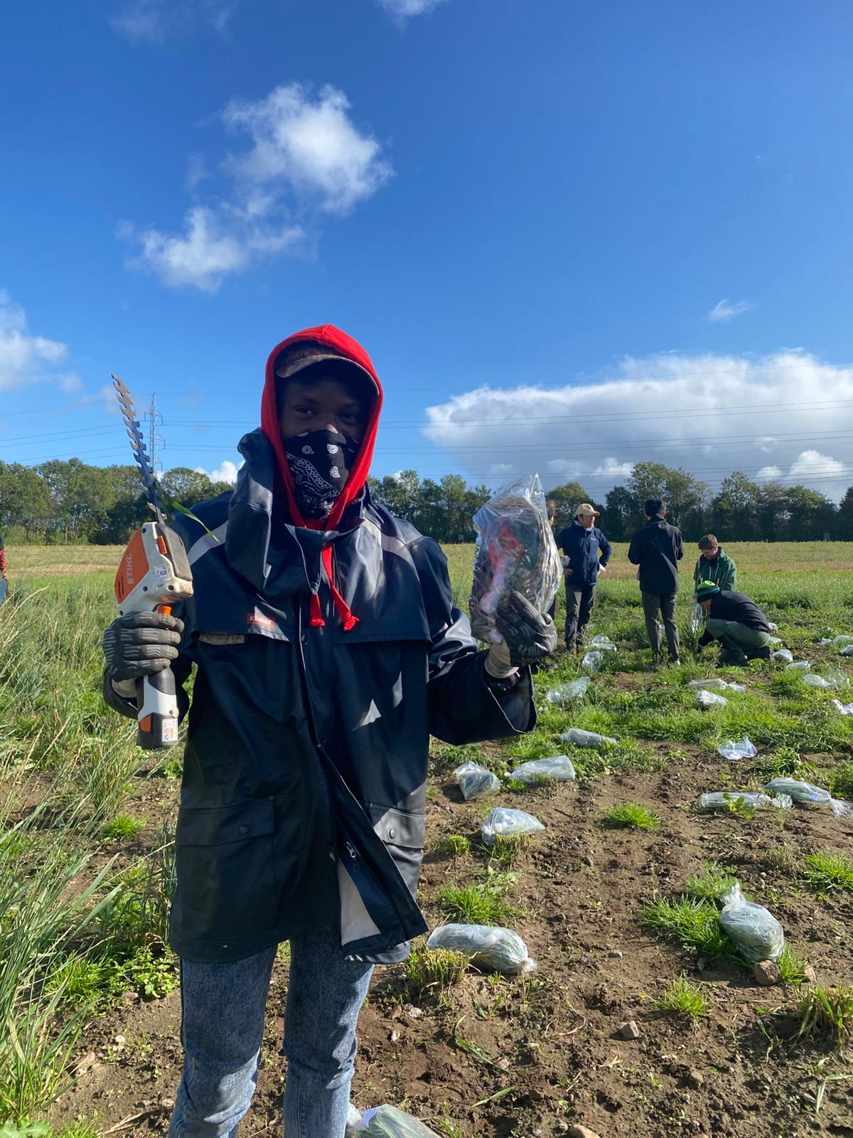 Kernza harvesting