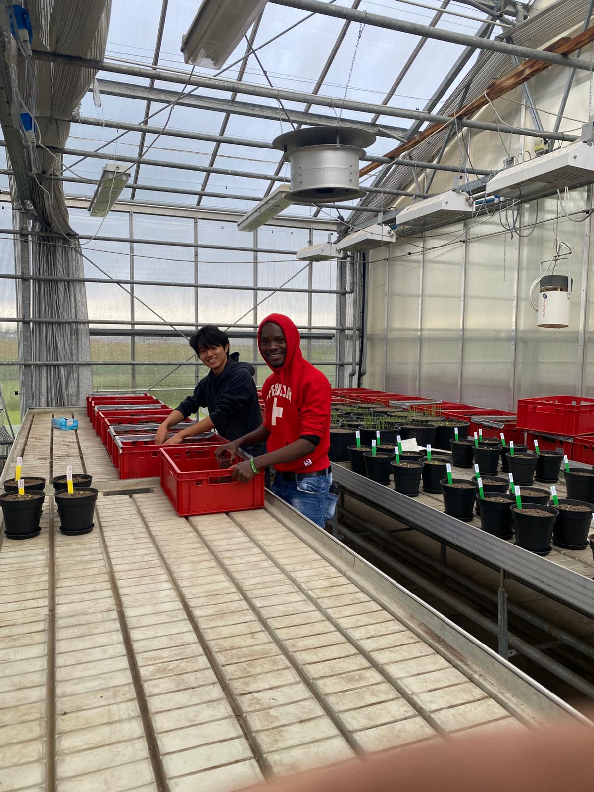 Labelling Kernza in field