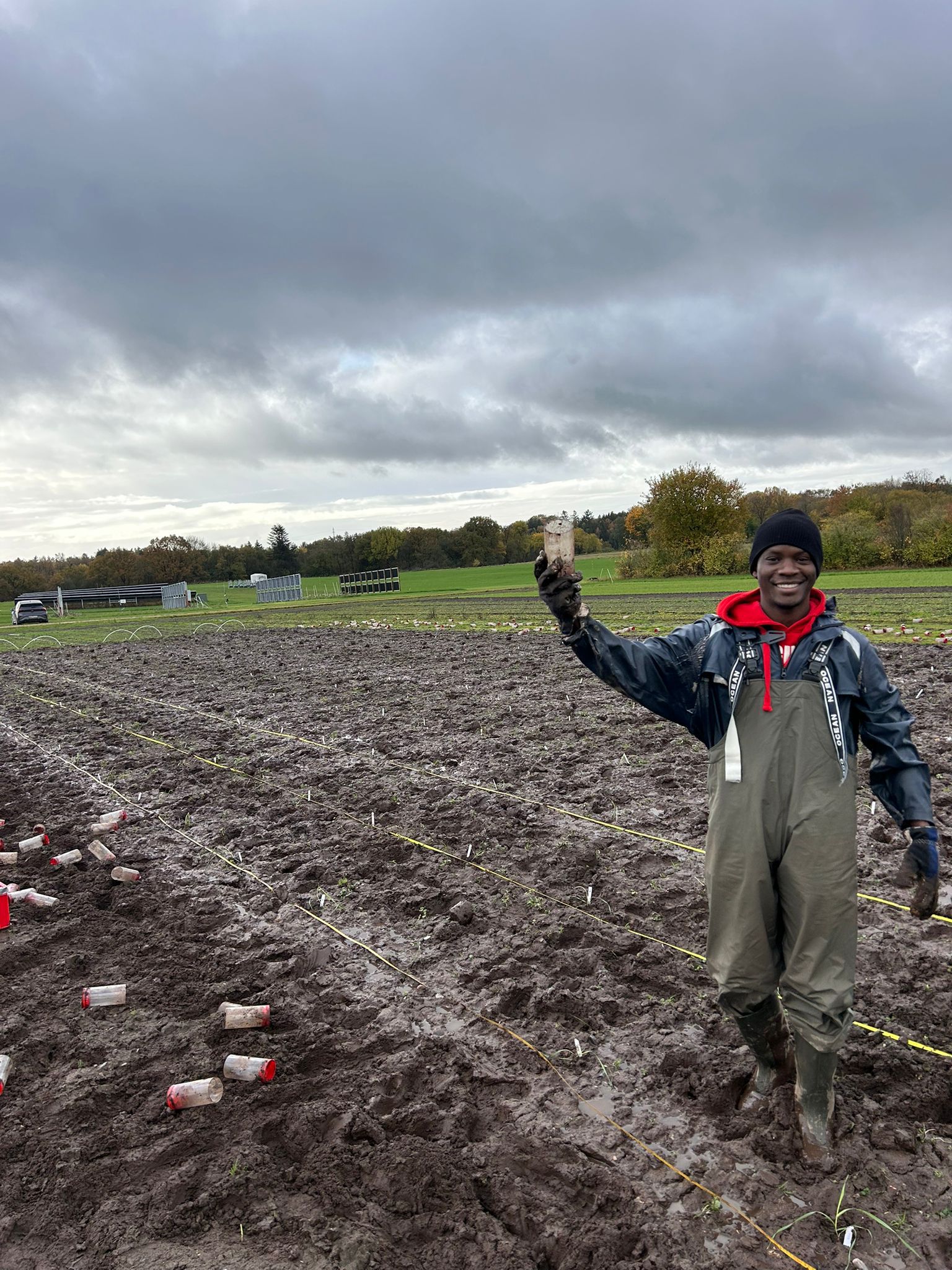 Transplanting Kernza